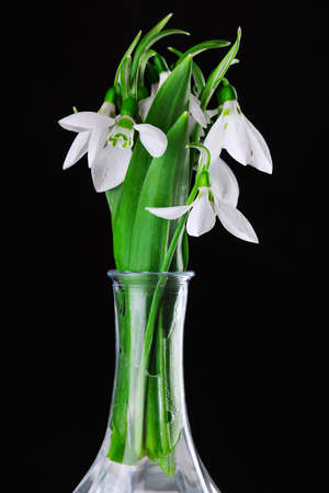 Galanthus nivalis, spring flowers snowdrop isolated on black background.の写真素材