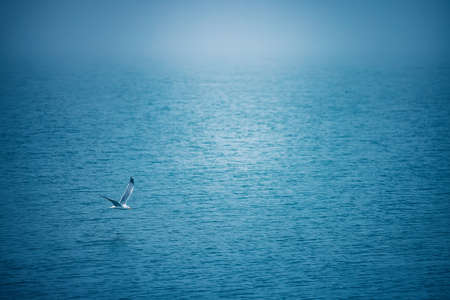 Sea ripple water with morning fog and flying seagullの写真素材