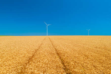 Blue sky and wheat field with wind turbines generating electricity