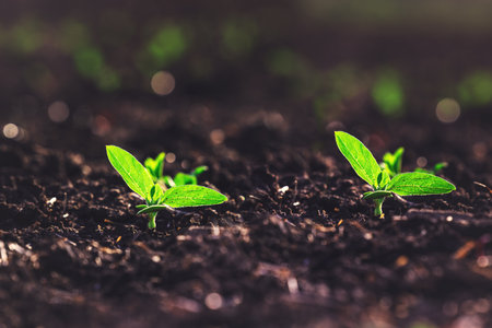Green seedling in growth in ground. Planting seedlings. Organic vegetable plants  in greenhouse.の写真素材