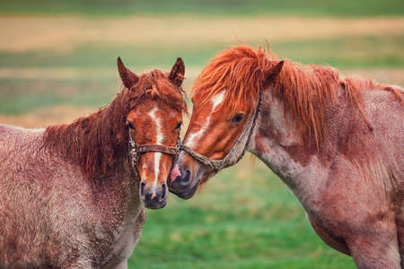 Horses in love on a pasture with green grassの写真素材