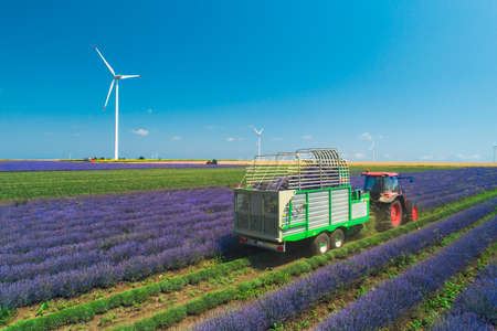 Aerial view of Tractor harvesting field of lavender.の写真素材