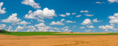 Agricultural fields in the countryside. Wheat field on a sunny day with cloudsの写真素材