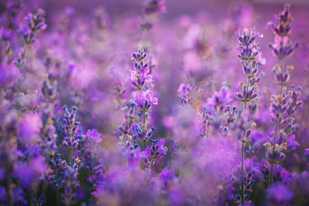 Lavender flower in the field.の写真素材