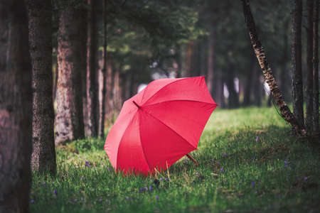 Green forest and red umbrella under the rainの写真素材