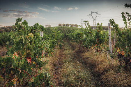Vineyard agricultural fields in the countryside, beautiful landscape during sunrise.の写真素材