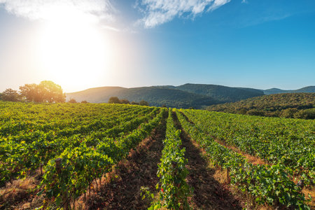 Vineyard agricultural fields in the countryside, beautiful landscape during sunrise.の写真素材