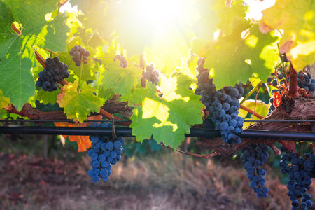 Vineyard agricultural fields in the countryside, beautiful landscape during sunrise.の写真素材