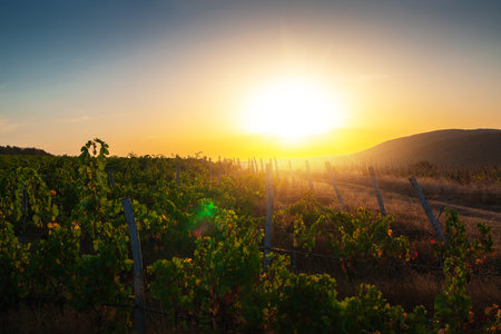 Vineyard agricultural fields in the countryside, beautiful landscape during sunrise.の写真素材