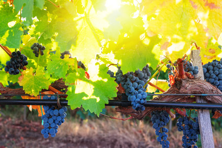 Vineyard agricultural fields in the countryside, beautiful landscape during sunrise.の写真素材