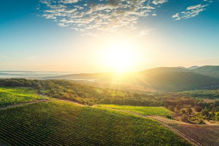 Vineyard agricultural fields in the countryside, beautiful aerial landscape during sunrise.の写真素材