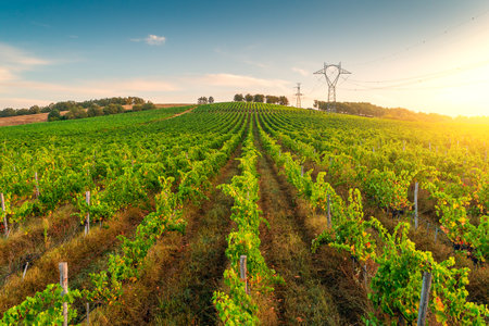 Vineyard agricultural fields in the countryside, beautiful aerial landscape during sunrise.の写真素材