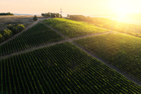 Vineyard agricultural fields in the countryside, beautiful aerial landscape during sunrise.の写真素材