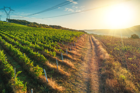 Agricultural and vineyards field in the countryside, beautiful aerial landscape toward hills, forest and fieldsの写真素材