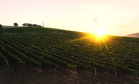 Vineyard agricultural fields in the countryside, beautiful aerial landscape during sunrise.の写真素材