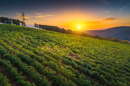 Vineyard agricultural fields in the countryside, beautiful aerial landscape during sunrise.の写真素材