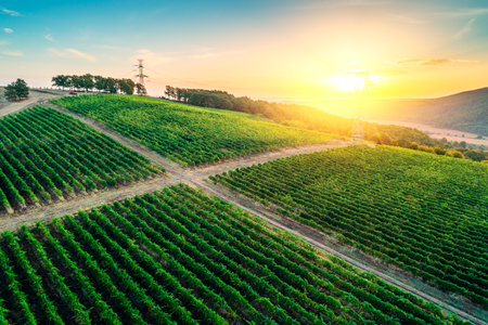Vineyard agricultural fields in the countryside, beautiful aerial landscape during sunrise.の写真素材