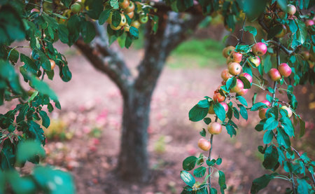 Apple tree with red apples in a orchard garden. Fruits harvest.の写真素材