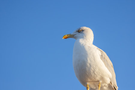 Seagull bird on blue sky.の写真素材
