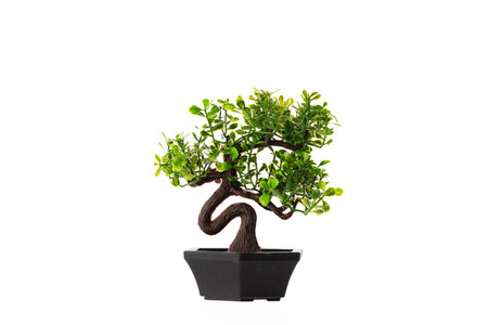 Bonsai Baobab Miniature green treeの写真素材