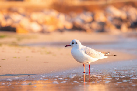 Seagull on the beach sand against the sea.の写真素材