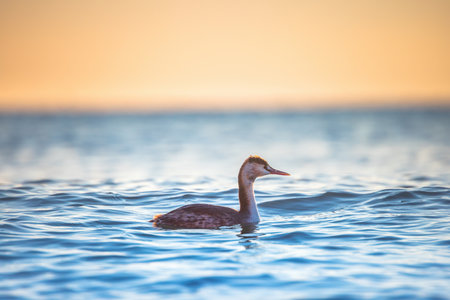 Great crested grebe floating in the sea water during sunrise
