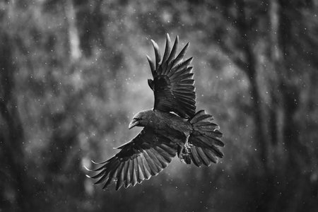 Flying black raven bird (Corvus corax) with open wings and rain bokeh, wildlife in natureの写真素材