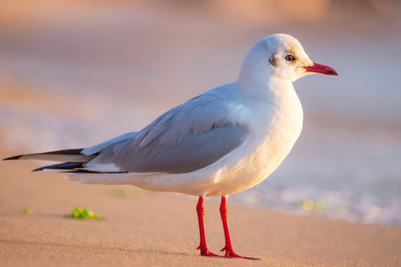 Seagull on the beach sand against the sea.の写真素材