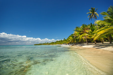 Palm trees and tropical beachの写真素材
