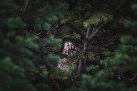 Long-eared owl wildlife bird watching from a pine tree branch in a mystery woodの写真素材