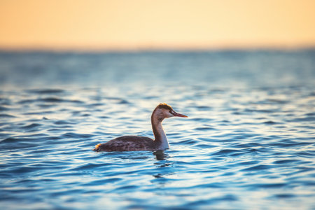 Great crested grebe floating in the sea water during sunriseの写真素材