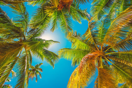 Palm trees on the tropical beach, Dominican Republicの写真素材