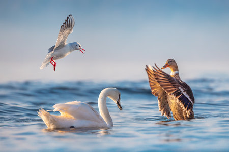Seagulls, swans, water ducks floating in a sea water at sunriseの写真素材