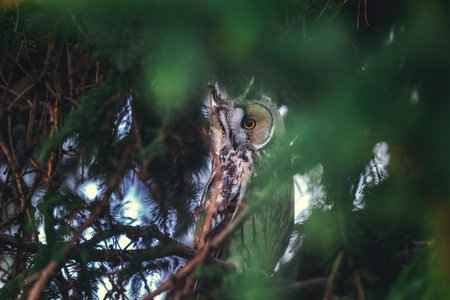 Long-eared owl wildlife bird watching from a pine tree branch in a mystery woodの写真素材