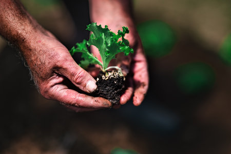 Farmer and gardener planting sprouts and young fresh plants, seedlings in a ground. Gardening and agricultureの写真素材