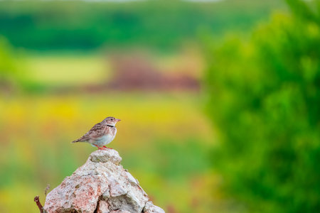 Thick-billed Lark Ramphocoris clotbey or european calandra lark Melanocorypha calandra on a stone in...
