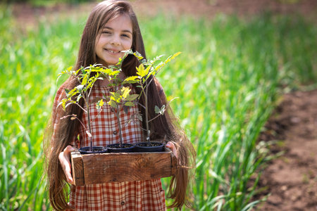 Girl gardener and farmer holds crate with young plants of tomatoes, fresh seedlings, planting sprouts.の写真素材