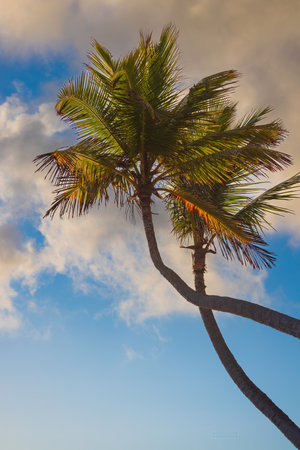 Palm trees on the tropical beach, Dominican Republicの写真素材