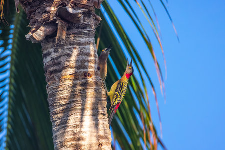 Red Bellied woodpecker bird on a tropical palm tree in rainforestの写真素材