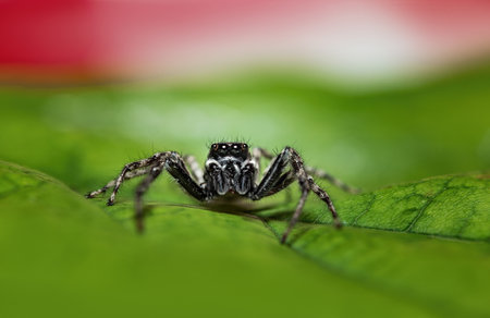 Jumping spider macro closeup on a green leafの写真素材