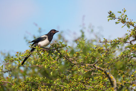 Magpie bird standing on a tree branchの写真素材