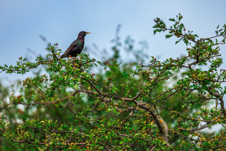 Common starling bird standing on a tree branchの写真素材