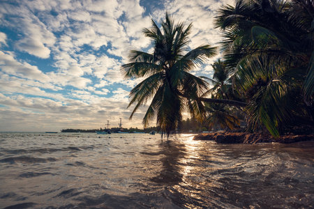 Tropical island beach with palm trees on the Caribbean Sea shore at sunrise.の写真素材