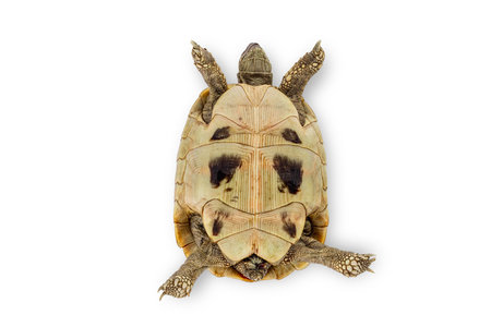 Turtle isolated on a white backgroundの写真素材