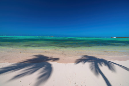 Exotic island beach with palm trees shadow on the Caribbean Sea shore, summer tropical vacationの写真素材