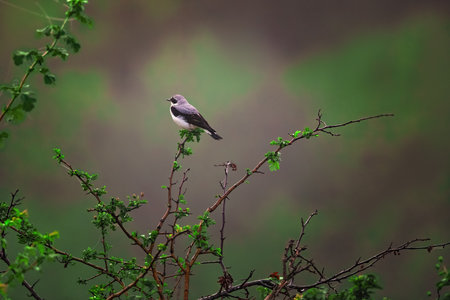 Wheatear bird passerine standing on a blooming tree branch.の写真素材