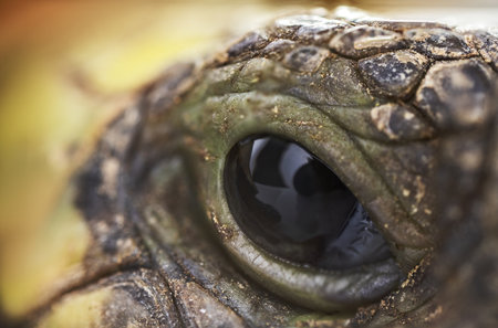 Close up macro shot of a turtle eyeの写真素材