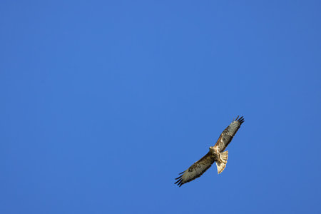 Bird of prey Common Buzzard, Buteo buteo with open wings flying in sky.の写真素材