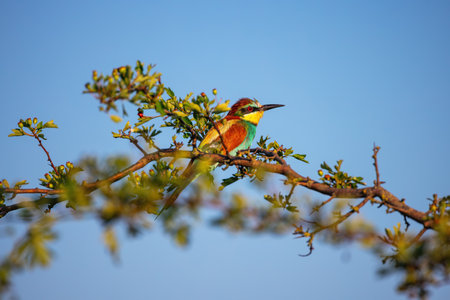 Bee-eater color bird standing on a blooming tree branchの写真素材