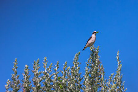 Wheatear bird passerine standing on a blooming tree branch with grasshopper in beak.の写真素材